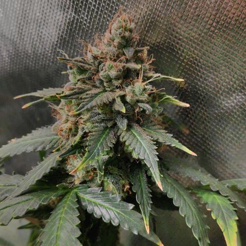 Sour Diesel 2 growlog timeline photo