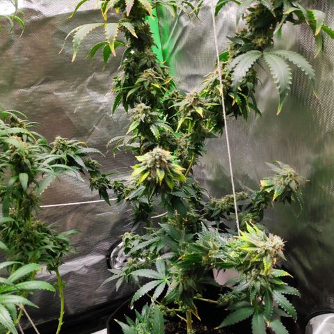 Sour Diesel 2 growlog timeline photo