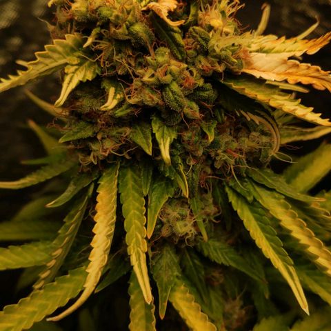 Sour Diesel 1 growlog photo: The biggest top bud that unfortunately has been light burned. 😔
