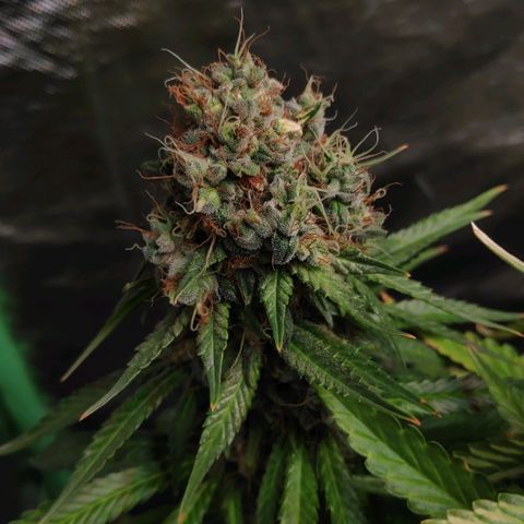 Sour Diesel 1 growlog timeline photo