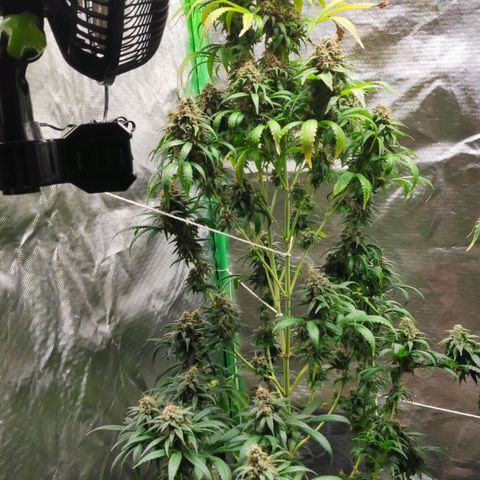 Sour Diesel 1 growlog timeline photo