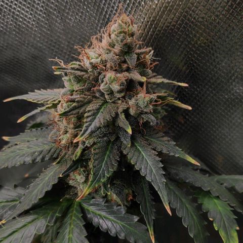 Sour Diesel 2 growlog timeline photo