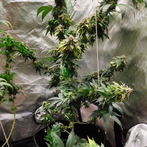 Sour Diesel 2 growlog timeline photo