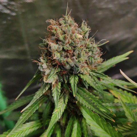 Sour Diesel 1 growlog timeline photo
