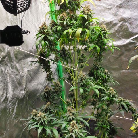 Sour Diesel 1 growlog timeline photo