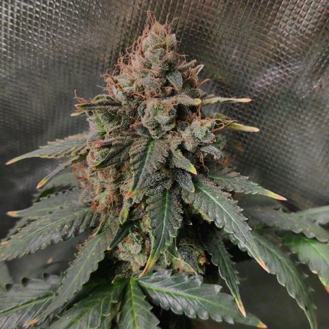 Sour Diesel 2 growlog timeline photo
