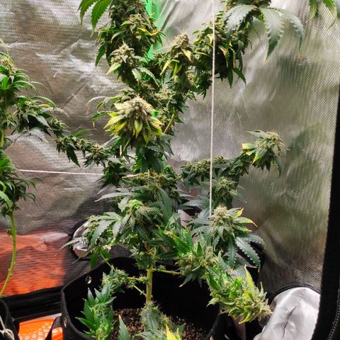 Sour Diesel 2 growlog timeline photo