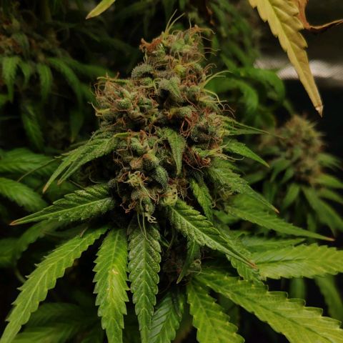 Sour Diesel 1 growlog timeline photo