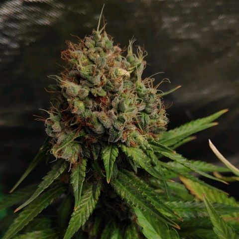 Sour Diesel 1 growlog timeline photo