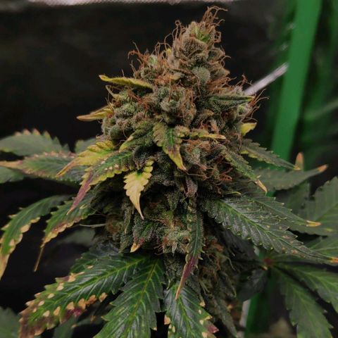 Sour Diesel 2 growlog timeline photo