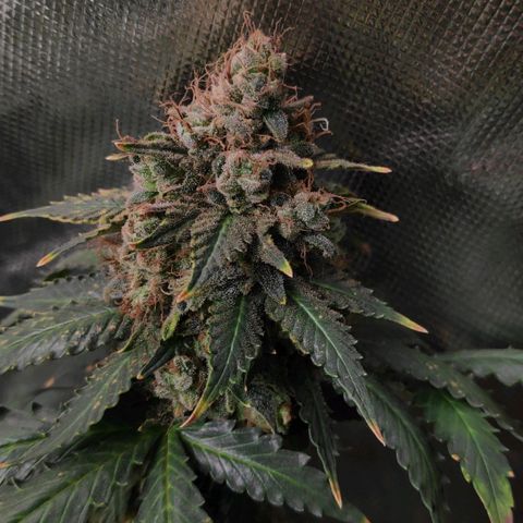Sour Diesel 2 growlog timeline photo