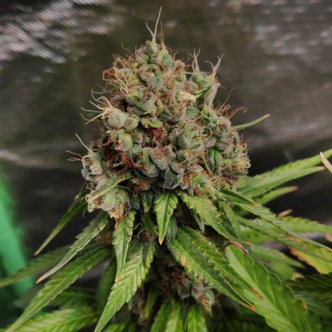Sour Diesel 1 growlog timeline photo