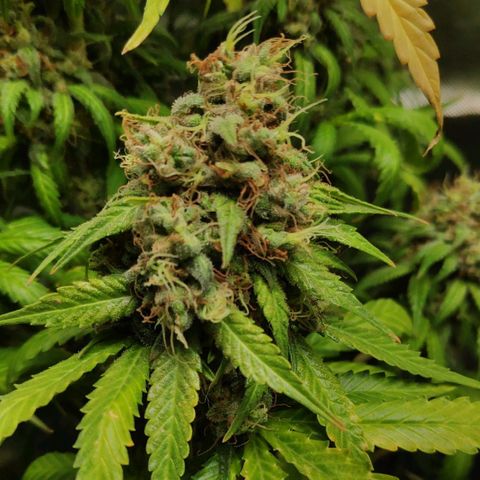 Sour Diesel 1 growlog timeline photo