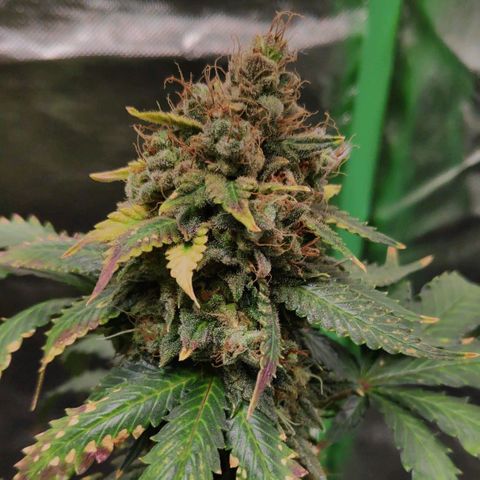 Sour Diesel 2 growlog timeline photo