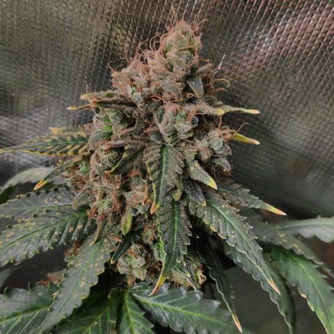 Sour Diesel 2 growlog timeline photo
