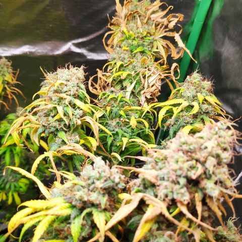 Sour Diesel 1 growlog photo: The biggest top bud.