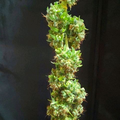 Sour Diesel 1 growlog photo: The two top buds trimmed ready to dry.