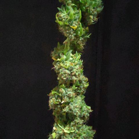 Sour Diesel 1 growlog photo: The two top buds trimmed ready to dry.