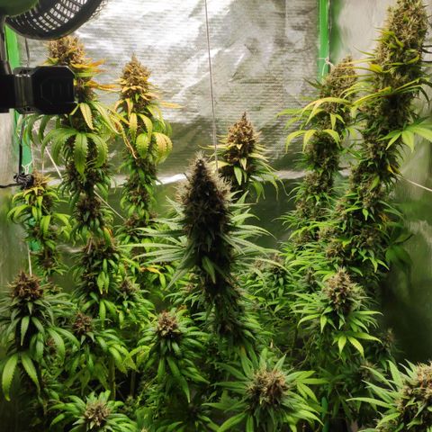Sour Diesel 2 growlog photo: First day of only water.