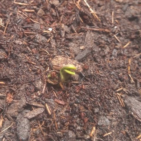 OBG Kush growlog photo: Ajudei ela a se libertar da semente