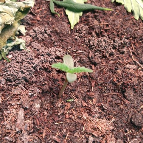 OBG Kush growlog timeline photo