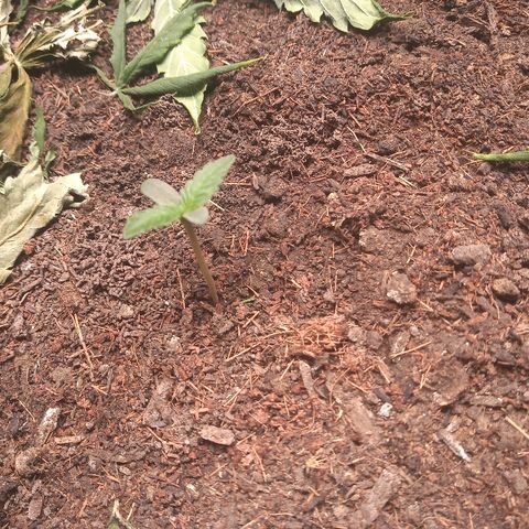 OBG Kush growlog timeline photo