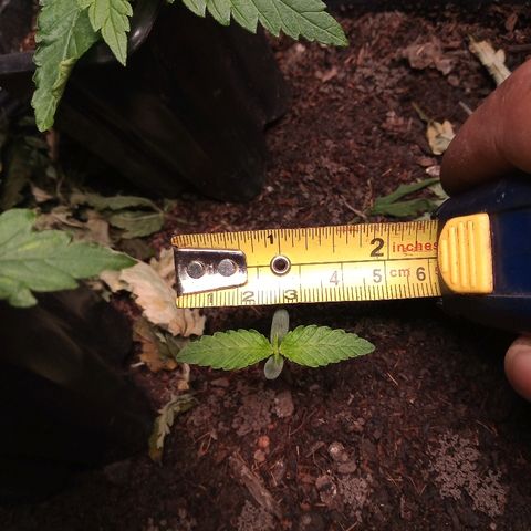 OBG Kush growlog timeline photo