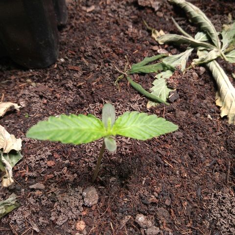 OBG Kush growlog timeline photo