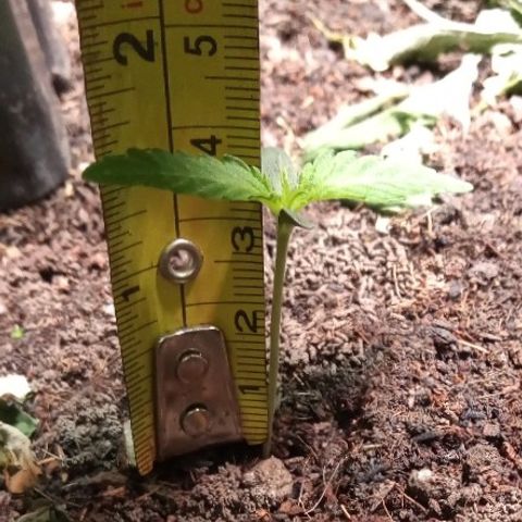 OBG Kush growlog timeline photo