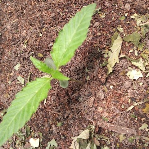 OBG Kush growlog timeline photo