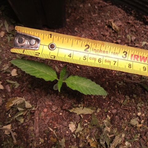 OBG Kush growlog timeline photo