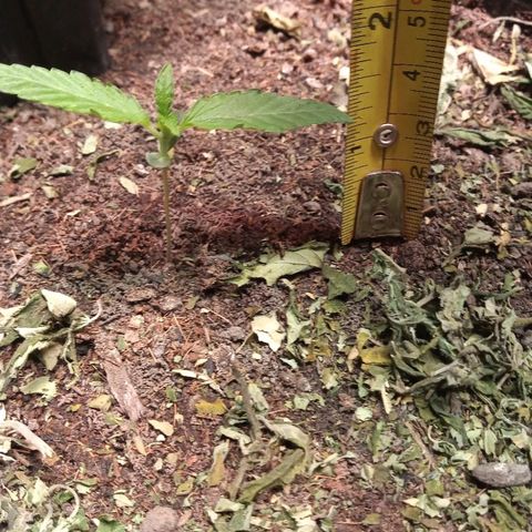 OBG Kush growlog timeline photo