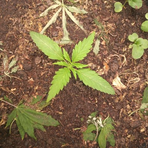 OBG Kush growlog timeline photo