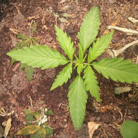 OBG Kush growlog timeline photo