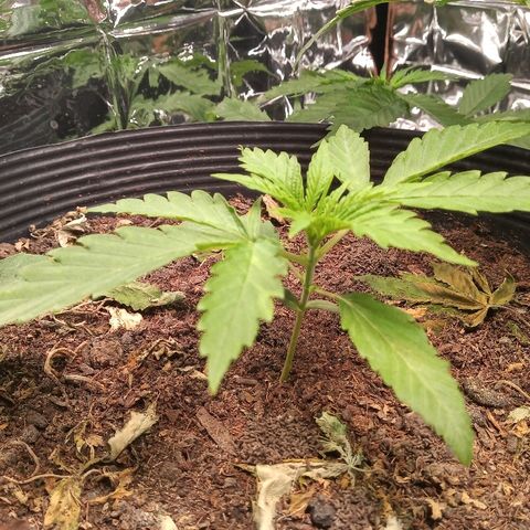 OBG Kush growlog timeline photo