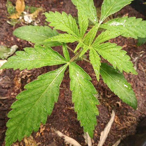 OBG Kush growlog timeline photo