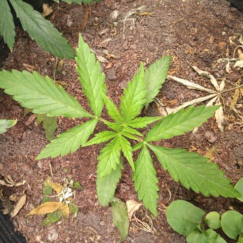 OBG Kush growlog timeline photo