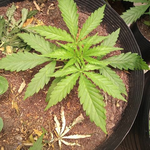 OBG Kush growlog timeline photo