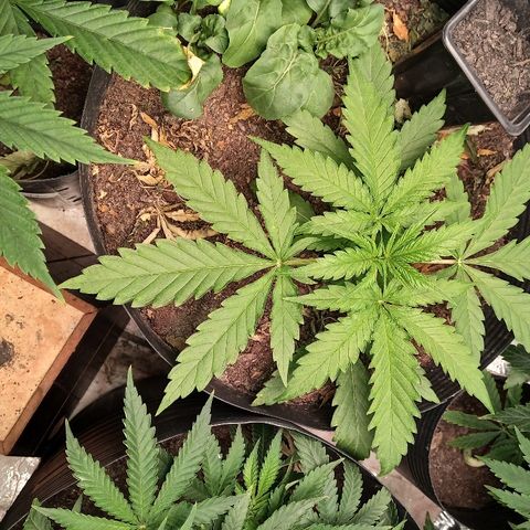 OBG Kush growlog timeline photo