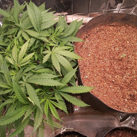 OBG Kush growlog photo: Kush and your little sister