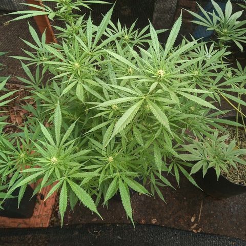 OBG Kush growlog timeline photo