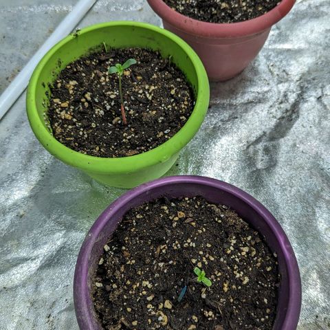 CBD Chronic growlog photo: Sprouts coming along nicely