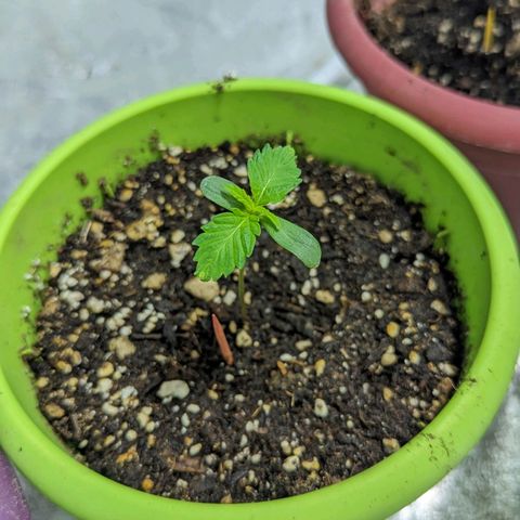 Guava gelato auto growlog photo: First set of leaves coming out