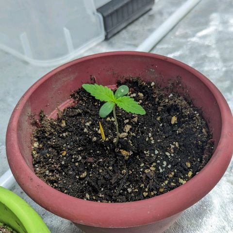 Apples and Bananas growlog photo: Looking healthy