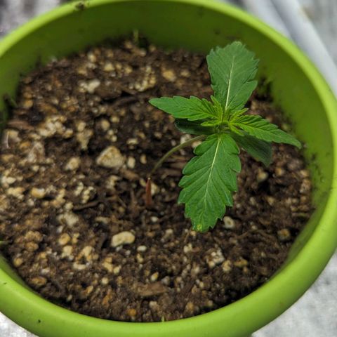 Guava gelato auto growlog photo: First set 😃