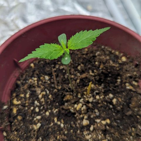 Apples and Bananas growlog photo: Look at you go