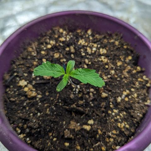 CBD Chronic growlog photo: Little rough around the edges. But she'll perk up