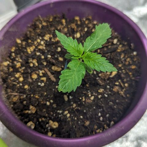 CBD Chronic growlog timeline photo