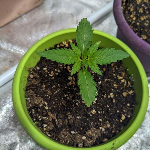Guava gelato auto growlog timeline photo