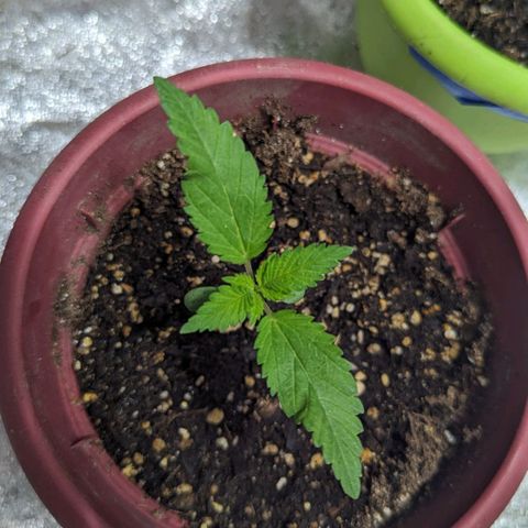 Apples and Bananas growlog timeline photo
